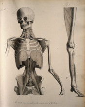 Left, muscles of the head and trunk (front view); right, muscles of the..., between 1800 and 1899. Creator: Unknown.
