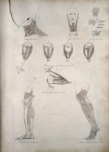 Muscles of the neck, ear, eye, and lower limb: ten figures, between 1800 and 1899. Creator: Unknown.