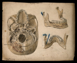 Base of the skull, with details showing the lower jaw, 1854/02/25. Creator: J.C. Whishaw.