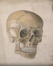 Human skull: three-quarter view, 1854. Creator: J.C. Whishaw.