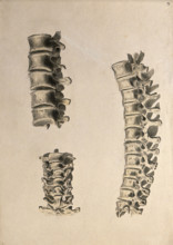Vertebrae: three figures, 1830-1835. Creator: Unknown.