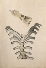 Ribs and sternum: two figures, 1830-1835. Creator: Unknown.