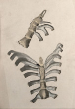 Ribs and sternum: two figures, 1830-1835. Creator: Unknown.