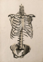 Bones of the torso: front view, 1830-1835. Creator: Unknown.