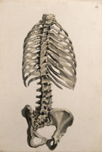 Bones of the trunk: back view, 1830-1835. Creator: Unknown.