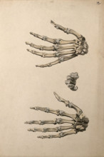 Bones of the hand: three figures, 1830-1835. Creator: Unknown.