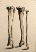 Tibia and fibula bones, 1830-1835. Creator: Unknown.