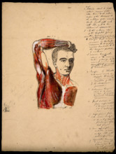 Muscles of the arm, shoulder and chest, front view: male écorché figure holding right..., 1800-1899. Creator: Unknown.