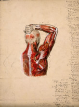 Muscles of the arm, shoulder and chest, back view: male écorché figure holding right..., 1800-1899. Creator: Unknown.