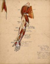 Muscles of the arm, shoulder and hand, front view, 1800-1899. Creator: Unknown.