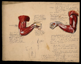 Muscles of the arm and hand: two figures, showing the arm bent at the elbow..., 1800-1899. Creator: Unknown.