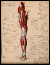 Muscles of the leg and foot: front view, 1800-1899. Creator: Unknown.