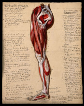 Muscles of the leg and foot: side view, 1800-1899. Creator: Unknown.