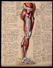 Muscles of the leg and foot: side view, 1800-1899. Creator: Unknown.