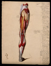 Muscles of the leg and foot: back view, with thumbnail ink sketch of walking figure, 1800-1899. Creator: Unknown.