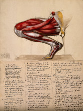 Muscles of the leg and foot: medial side view, with knee bent and foot flexed, 1800-1899. Creator: Unknown.