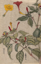 A flowering shrub, possibly Dipelta. Creator: Unknown.