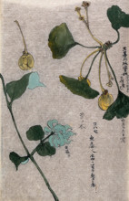 Two plants, a fruiting branch of a maidenhair tree (Ginkgo biloba) and a liane stem. Creator: Unknown.