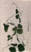 A climbing plant, possibly in the Cucurbitaceae family: flowering stem. Creator: Unknown.
