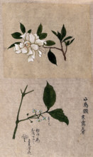 Two plants, one possibly tea (Camellia species): flowering stems. Creator: Unknown.