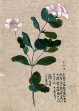 Madagascar periwinkle (Catharanthus roseus): flowering stem with separate flower. Creator: Unknown.