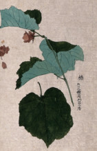 A hazel or filbert plant (Corylus species): fruiting branch with separate nut and leaf. Creator: Unknown.