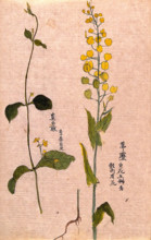 Two plants: herbaceous stems with yellow flowers. Creator: Unknown.