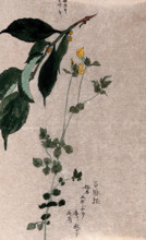 Two plants, a flowering trefoil (Lotus species) and a fruiting Styrax species. Creator: Unknown.