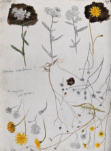 Various flower heads of yarrow (Achillea millefolium) and hawk's bit (Leontodon species). Creator: Unknown.