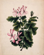 An ornamental geranium (Geranium species): flowering stem. Creator: Unknown.