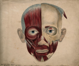 Bones and muscles of the face, 1854. Creator: J.C. Whishaw.