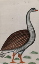 A goose. Creator: Unknown.