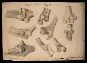 Bones of the elbow joint: eight figures, 1853/10/24. Creator: J.C. Whishaw.