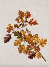 Autumn leaves of hawthorn (Crataegus), c1900s. Creator: Unknown.
