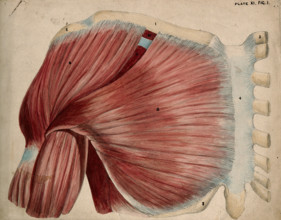 Dissection showing the shoulder and chest muscles: view of the pectoral and the..., 1852-1854. Creator: J.C. Whishaw.