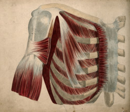 Dissection showing the muscles and bones of the chest and shoulder, 1852-1854. Creator: J.C. Whishaw.