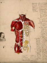 Dissection of the trunk: front view, showing the bones and muscles, with a small..., 1800-1899. Creator: Unknown.