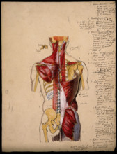 Dissection of the trunk: back view, showing the bones and muscles, with a detail..., 1800-1899. Creator: Unknown.