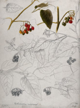 Black nightshade (Solanum nigrum): leaves and fruits. Creator: Unknown.