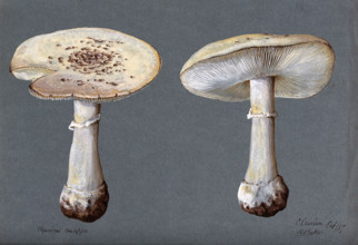 The false death cap fungus (Amanita citrina): two fruiting bodies, 1887. Creator: R Baker.