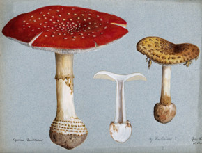 The fly agaric fungus (Amanita muscaria): three fruiting bodies. Creator: R Baker.
