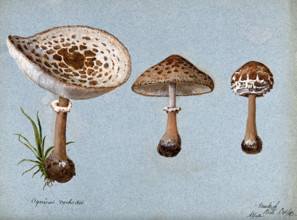 Shaggy parasol mushrooms (Lepiota rhacodes): three fruiting bodies, 1888. Creator: R Baker.