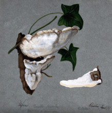A bracket fungus (Trametes suaveolens): two fruiting bodies growing on wood and a..., 1897. Creator: R Baker.
