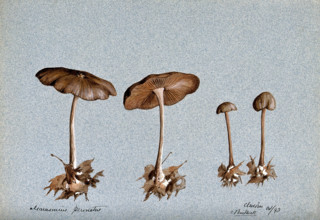 Wood woolly foot mushroom (Collybia peronata): four fruiting bodies, 1893. Creator: C Bucknall.