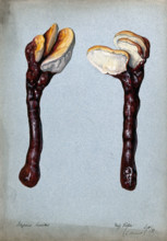 A fungus (Ganoderma lucidum): two fruiting bodies, 1899. Creator: C Bucknall.