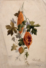 A plant, possibly balsam apple (Momordica balsamina): fruiting stem, c1880s. Creator: Depaoli.