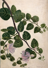 Capers (Caparis spinosa): flowering stem, c1890s. Creator: Unknown.