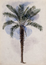 Murumuru palm tree (Astrocaryum murumuru Mart) in Guyana, 1846. Creator: Edward Alfred Goodall.