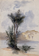 A jauari palm tree (Astrocaryum jauari Mart) growing on a river bank in Guyana, 1846. Creator: Edward Alfred Goodall.