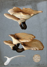 A bracket fungus (Polyporus varius): groups of fruiting bodies with one sectioned, 1900. Creator: G Harding.